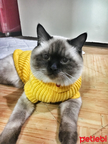 Scottish Fold, Kedi  paşa fotoğrafı