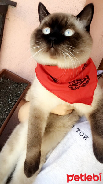 Scottish Fold, Kedi  paşa fotoğrafı