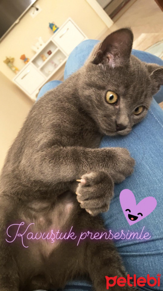 British Shorthair, Kedi  Gece fotoğrafı