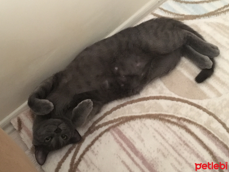 British Shorthair, Kedi  Gece fotoğrafı