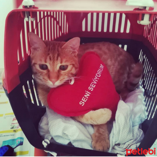 Tekir Kedi, Kedi  Pityy fotoğrafı