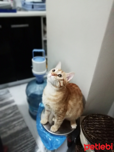 Tekir Kedi, Kedi  Pityy fotoğrafı