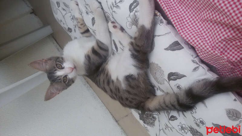 Tekir Kedi, Kedi  Duman fotoğrafı