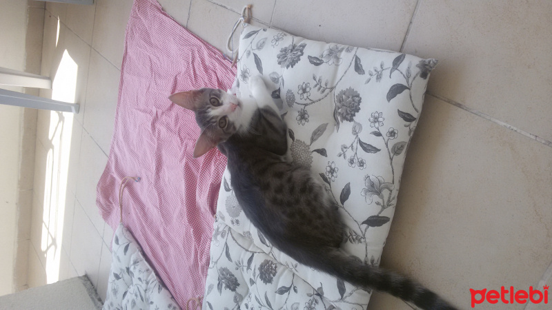 Tekir Kedi, Kedi  Duman fotoğrafı