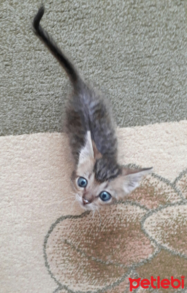 Australian Mist, Kedi  Lila fotoğrafı