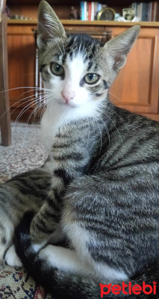 Tekir Kedi, Kedi  Mimi fotoğrafı