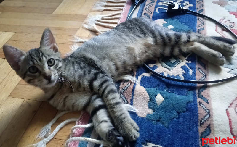 Tekir Kedi, Kedi  jimi fotoğrafı
