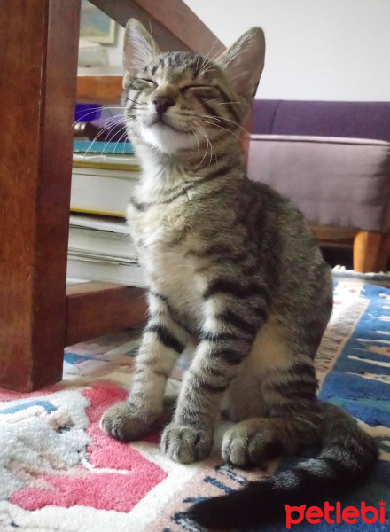 Tekir Kedi, Kedi  jimi fotoğrafı