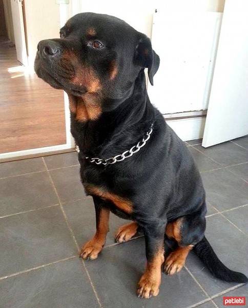 Rottweiler, Köpek  Alex fotoğrafı