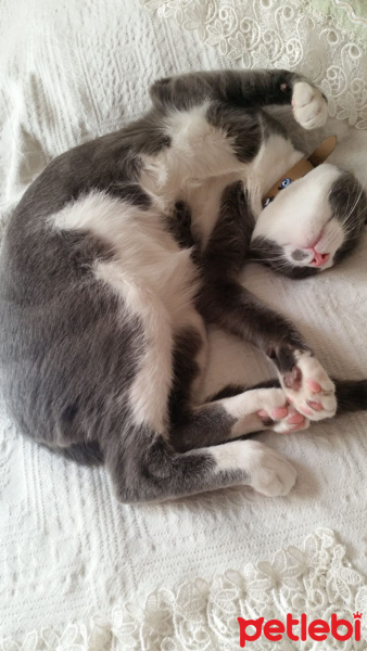 American Shorthair, Kedi  Duman fotoğrafı