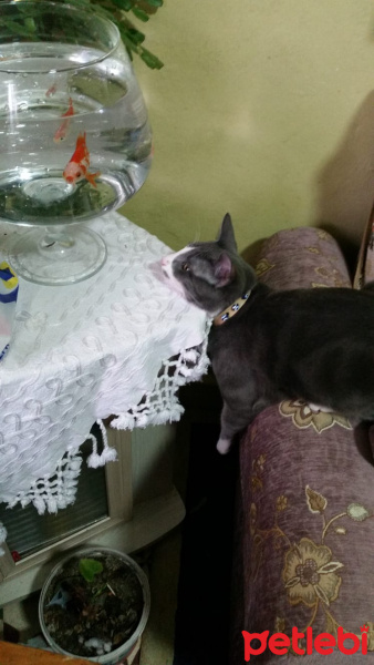 American Shorthair, Kedi  Duman fotoğrafı