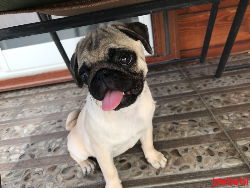Pug, Köpek  RIFKI fotoğrafı