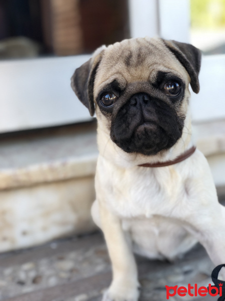 Pug, Köpek  RIFKI fotoğrafı