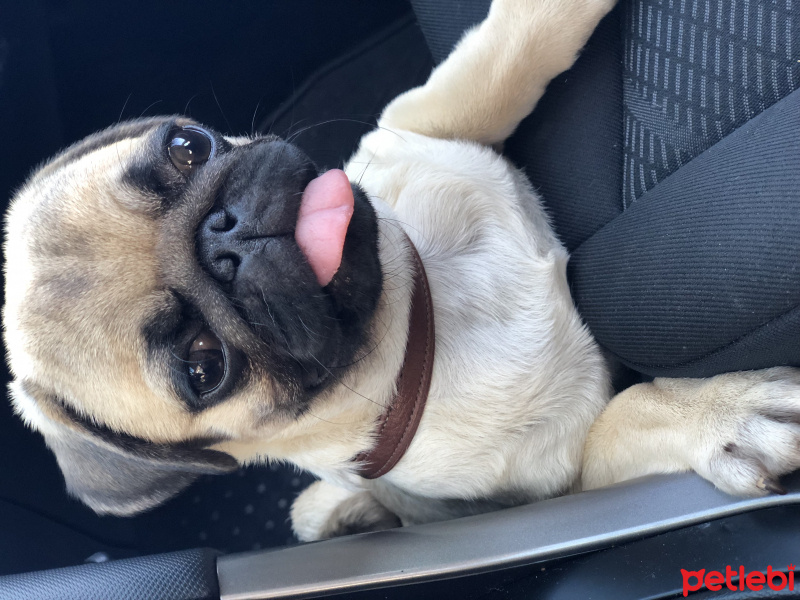 Pug, Köpek  RIFKI fotoğrafı
