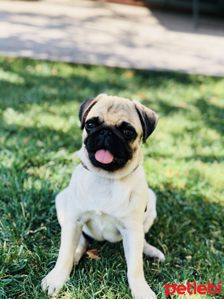 Pug, Köpek  RIFKI fotoğrafı