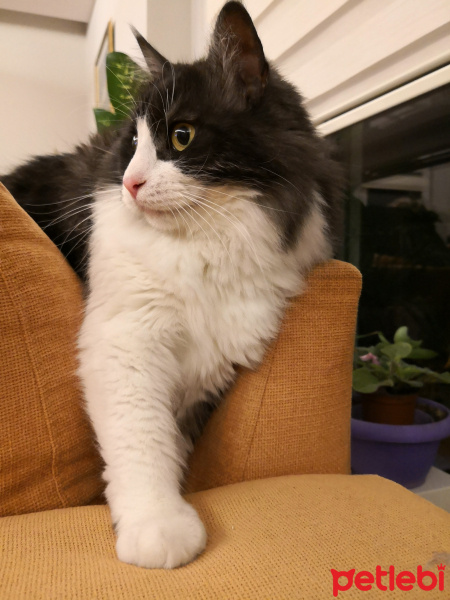 Kashmir , Kedi  Mıncır fotoğrafı