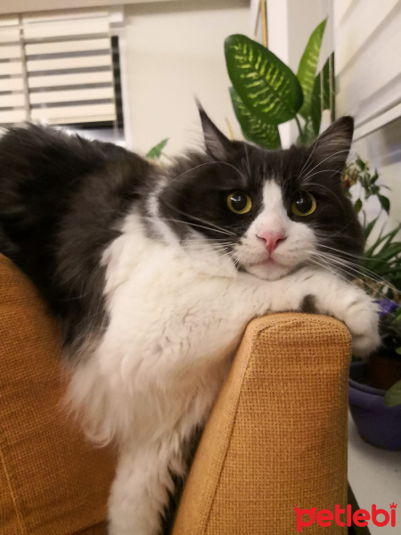 Kashmir , Kedi  Mıncır fotoğrafı