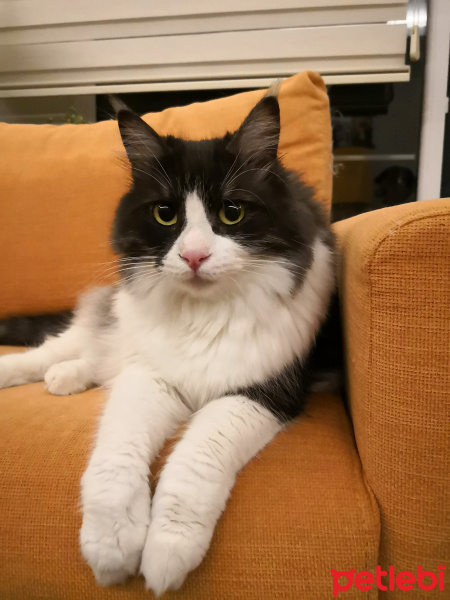 Kashmir , Kedi  Mıncır fotoğrafı