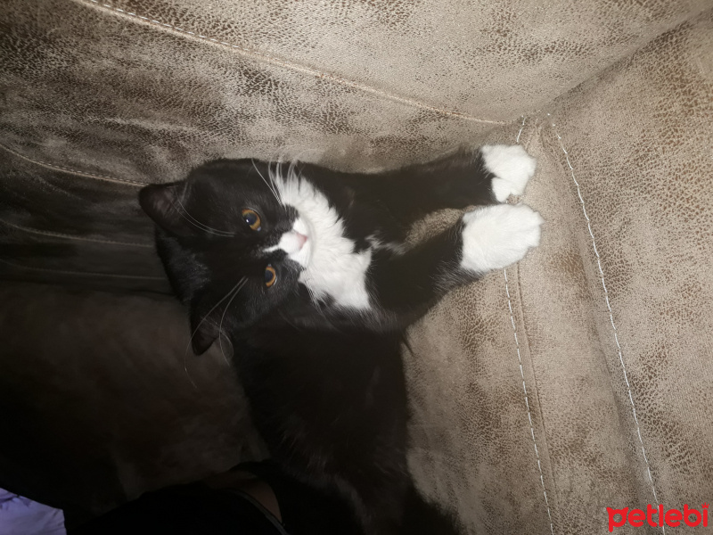 Chinchilla, Kedi  Ponçik fotoğrafı