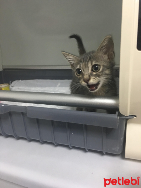 Tekir Kedi, Kedi  Blaze fotoğrafı
