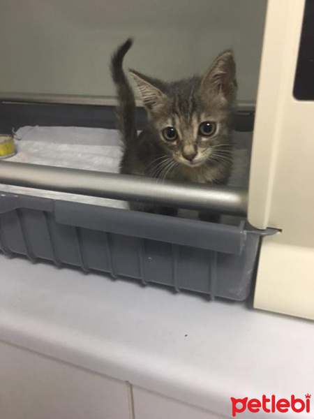 Tekir Kedi, Kedi  Blaze fotoğrafı