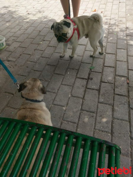 Pug, Köpek  chelsea fotoğrafı