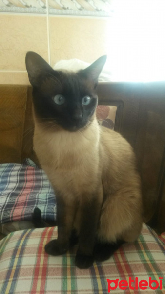 Siyam Kedisi, Kedi  Pasa fotoğrafı