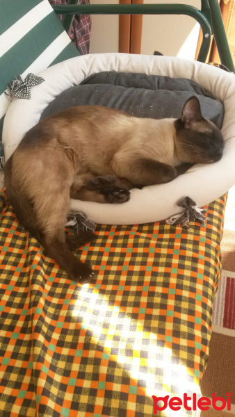 Siyam Kedisi, Kedi  Pasa fotoğrafı