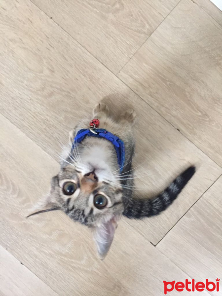 Tekir Kedi, Kedi  Oğluşu fotoğrafı