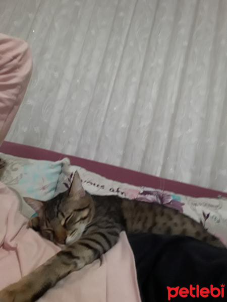 Tekir Kedi, Kedi  Oğluşu fotoğrafı