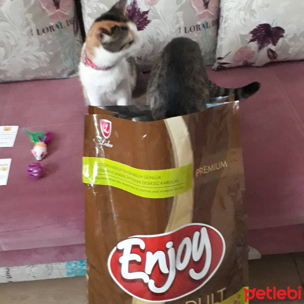 Tekir Kedi, Kedi  Oğluşu fotoğrafı