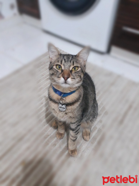 Tekir Kedi, Kedi  Oğluşu fotoğrafı