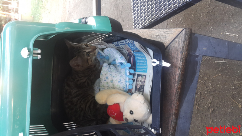 Tekir Kedi, Kedi  TEKİR fotoğrafı