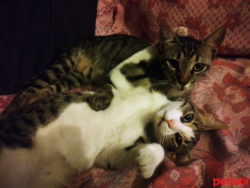 Tekir Kedi, Kedi  Şapşik fotoğrafı