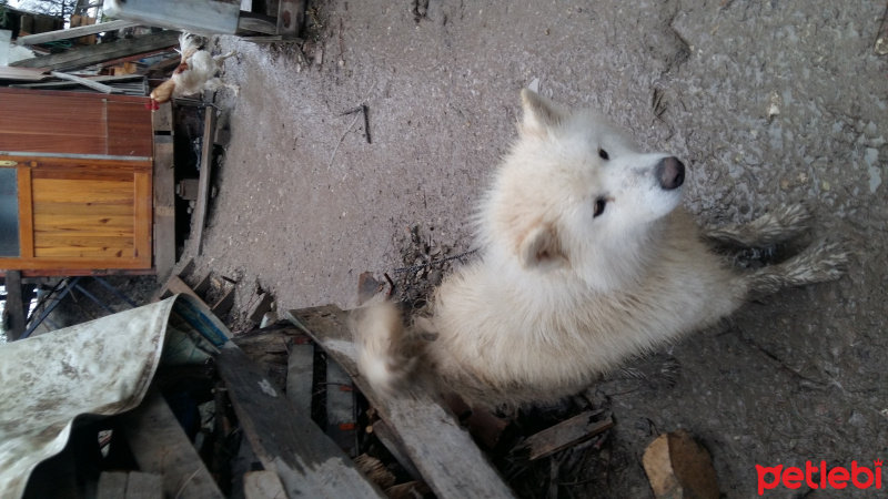 Sibirya Kurdu (Husky), Köpek  asil fotoğrafı