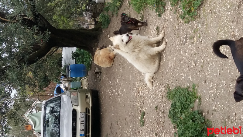 Sibirya Kurdu (Husky), Köpek  asil fotoğrafı