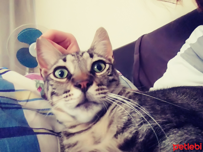 Tekir Kedi, Kedi  Tokmak fotoğrafı