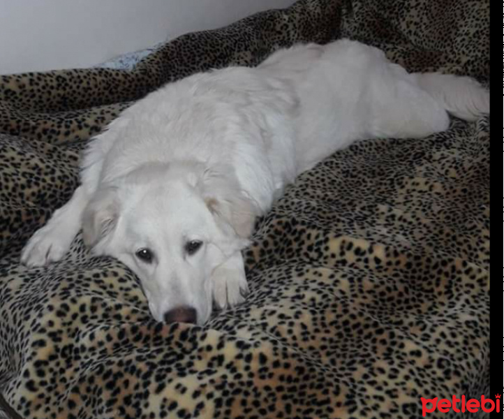 Golden Retriever, Köpek  Buz fotoğrafı