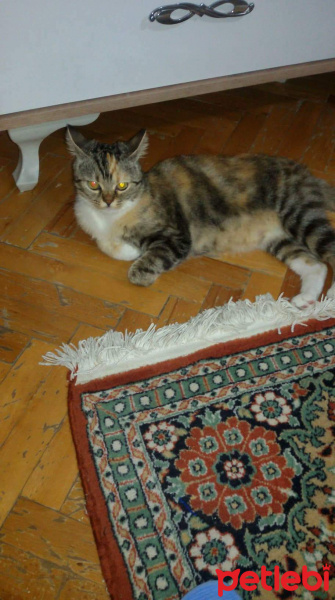 Scottish Fold, Kedi  Pamuk fotoğrafı