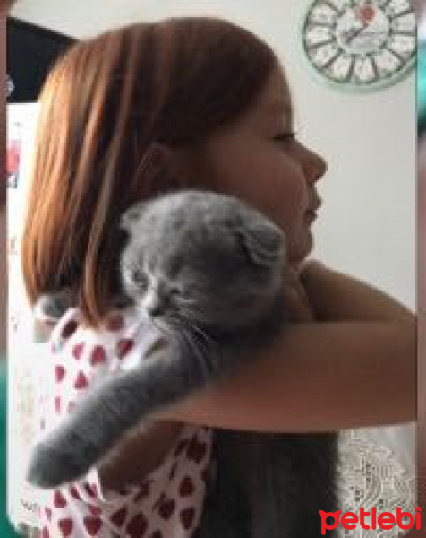 Scottish Fold, Kedi  Mia fotoğrafı