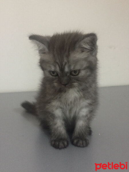 British Shorthair, Kedi  Shila fotoğrafı