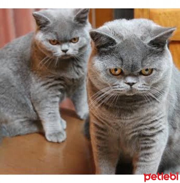 British Shorthair, Kedi  Shila fotoğrafı