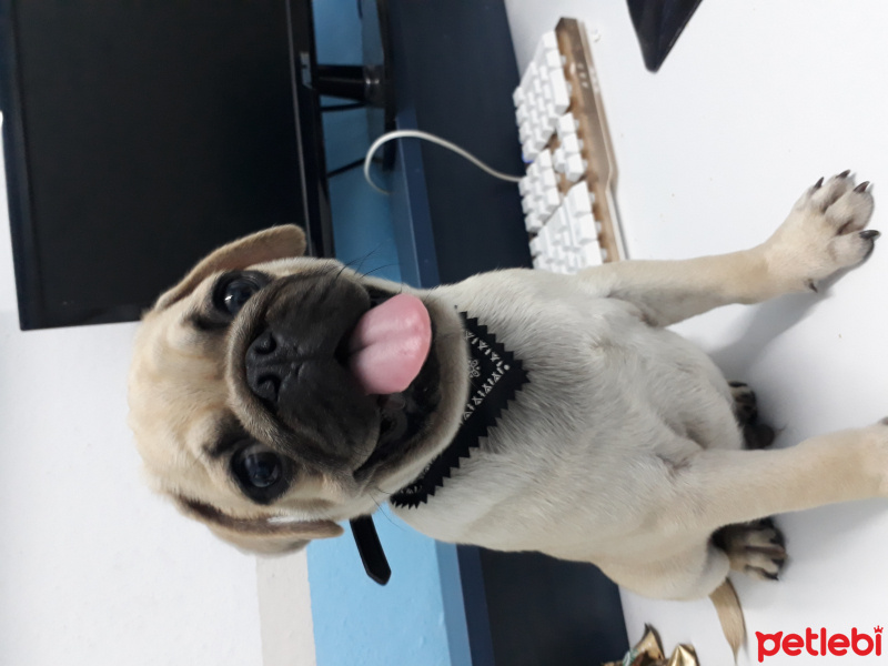Pug, Köpek  Babel fotoğrafı