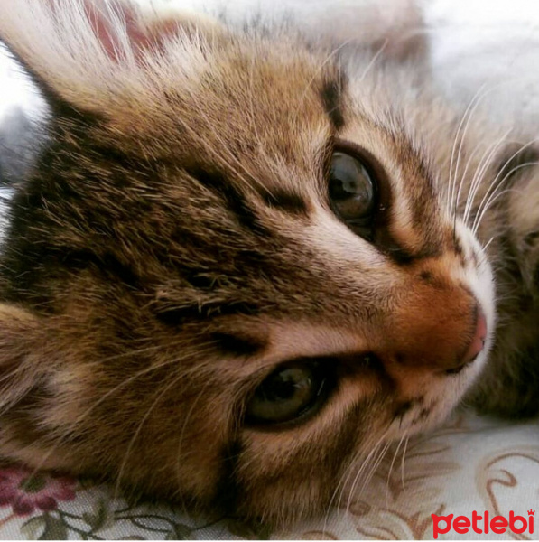 Tekir Kedi, Kedi  Tırmık fotoğrafı