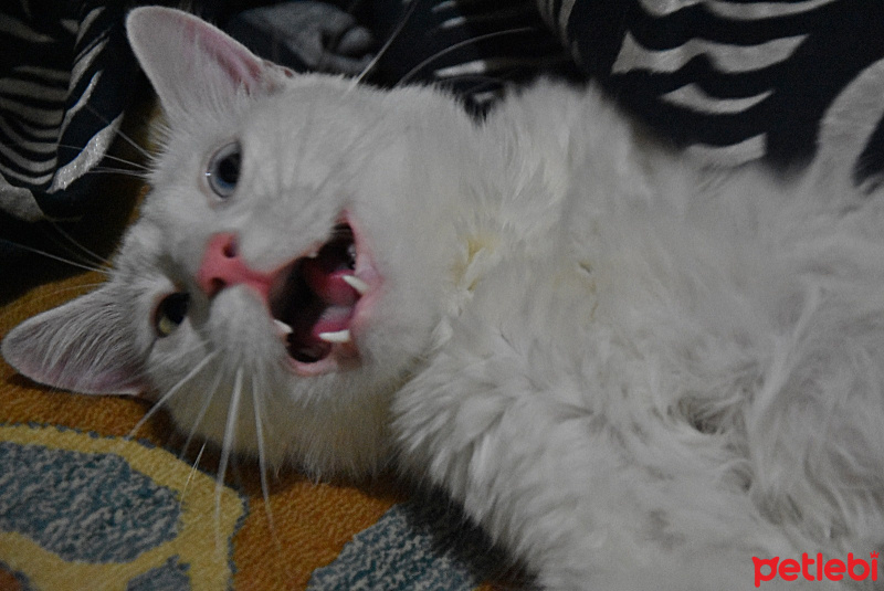 Van Kedisi, Kedi  Rıfkı fotoğrafı