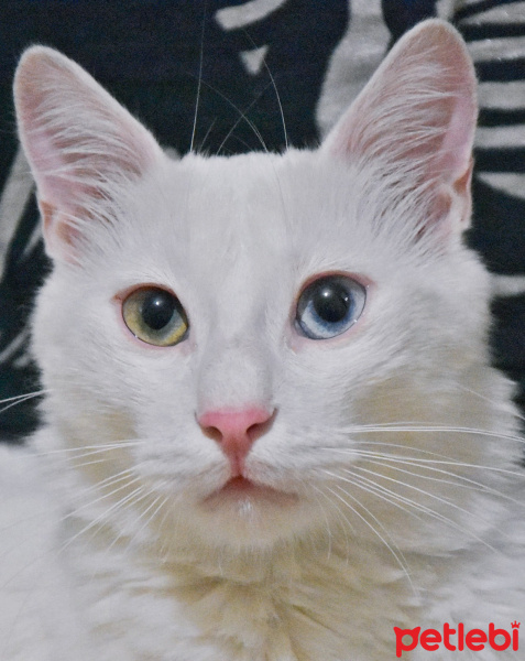 Van Kedisi, Kedi  Rıfkı fotoğrafı