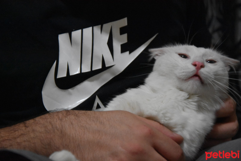 Van Kedisi, Kedi  Rıfkı fotoğrafı