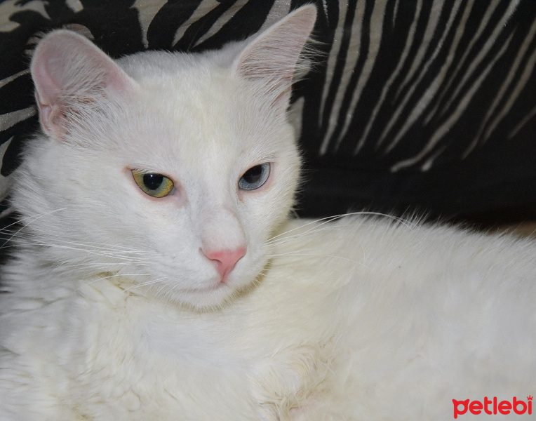 Van Kedisi, Kedi  Rıfkı fotoğrafı
