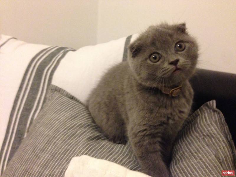 Scottish Fold, Kedi  Kafka fotoğrafı