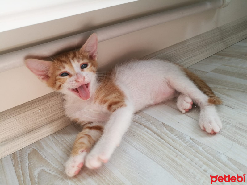 Tekir Kedi, Kedi  ÖMÜRLÜK ACİL YUVA !!! fotoğrafı